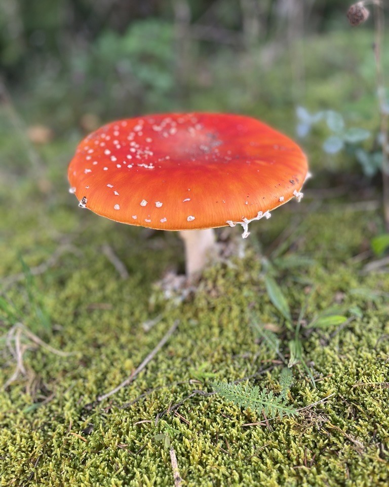 Fliegenpilz