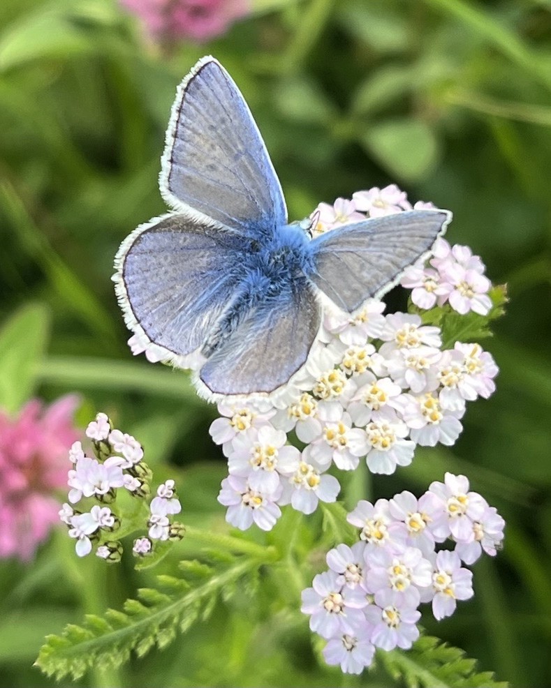 Schmetterling