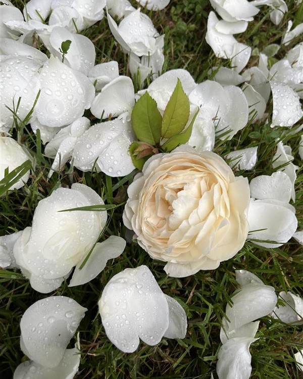 Weiße Rose